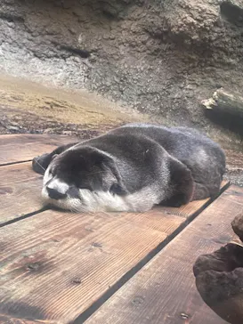 仙台うみの杜水族館に投稿された画像（2024/2/11）