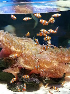 NIFREL（ニフレル）に投稿された画像（2024/2/11）