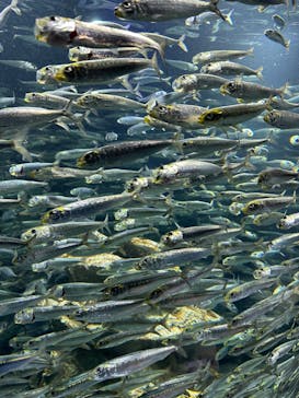 サンシャイン水族館に投稿された画像（2024/2/11）
