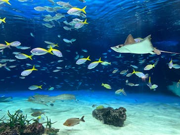 サンシャイン水族館に投稿された画像（2024/2/11）