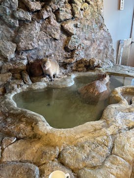 おさるランド＆アニタウン　日光さる軍団劇場に投稿された画像（2024/2/11）