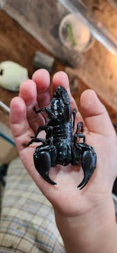 いきもの探検隊上尾に投稿された画像（2024/2/11）