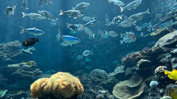 串本海中公園水族館に投稿された画像（2024/2/11）