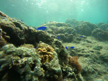 武藤潜水に投稿された画像（2024/2/11）