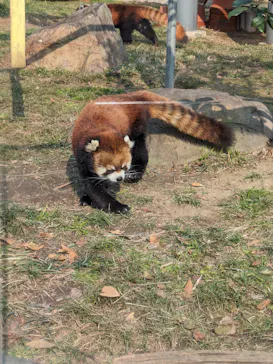 天王寺動物園に投稿された画像（2024/2/11）