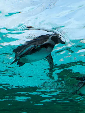 天王寺動物園に投稿された画像（2024/2/11）