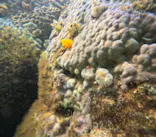 武藤潜水に投稿された画像（2024/2/11）