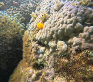 武藤潜水に投稿された画像（2024/2/11）