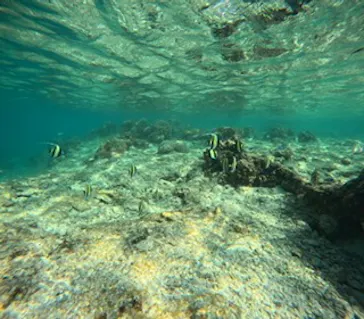 武藤潜水に投稿された画像（2024/2/11）