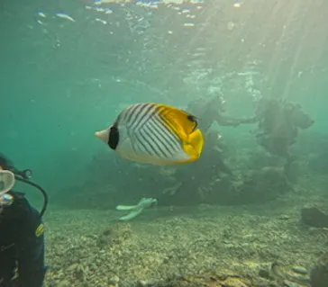 武藤潜水に投稿された画像（2024/2/11）