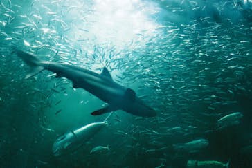 名古屋港水族館に投稿された画像（2024/2/11）