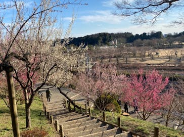 偕楽園本園に投稿された画像（2024/2/11）