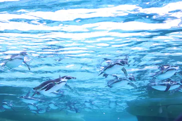 天王寺動物園に投稿された画像（2024/2/11）