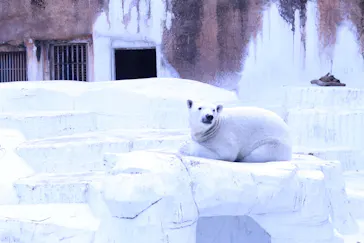 天王寺動物園に投稿された画像（2024/2/11）