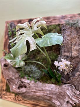 世界らん展2026-花と緑の祭典-に投稿された画像（2024/2/11）