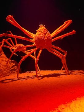 伊豆・三津シーパラダイスに投稿された画像（2024/2/11）