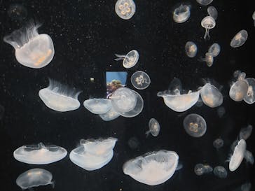 伊豆・三津シーパラダイスに投稿された画像（2024/2/11）