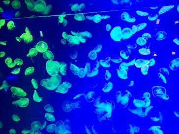 名古屋港水族館に投稿された画像（2024/2/11）