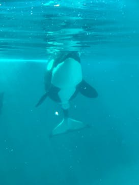 鴨川シーワールドに投稿された画像（2024/2/11）