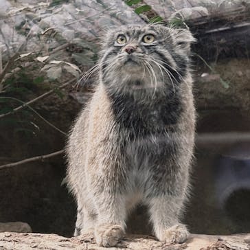 神戸どうぶつ王国に投稿された画像（2024/2/11）