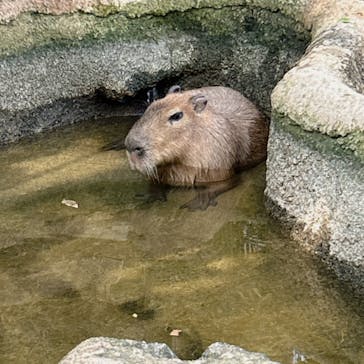 神戸どうぶつ王国に投稿された画像（2024/2/11）
