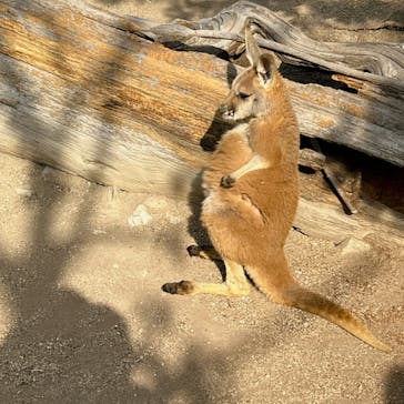 神戸どうぶつ王国に投稿された画像（2024/2/11）
