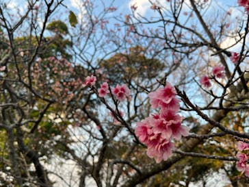 今帰仁城跡に投稿された画像（2024/2/11）