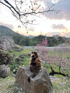 今帰仁城跡に投稿された画像（2024/2/11）