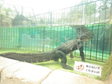 熱川バナナワニ園に投稿された画像（2024/2/11）