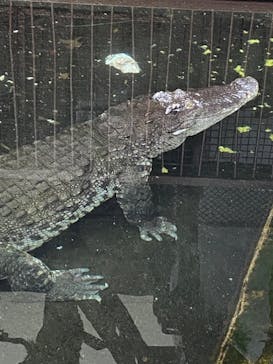 熱川バナナワニ園に投稿された画像（2024/2/11）