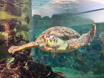 九十九島水族館海きららに投稿された画像（2024/2/11）