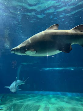アクアワールド茨城県大洗水族館に投稿された画像（2024/2/11）