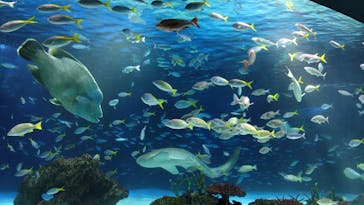 サンシャイン水族館に投稿された画像（2024/2/11）