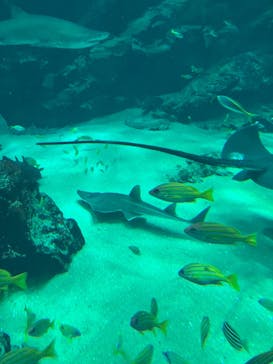 マリンワールド海の中道に投稿された画像（2024/2/11）