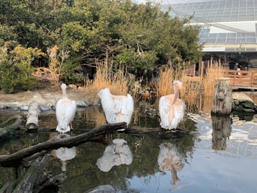 神戸どうぶつ王国に投稿された画像（2024/2/11）