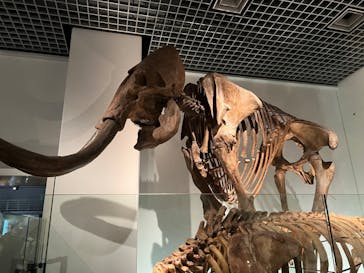 国立科学博物館に投稿された画像（2024/2/11）