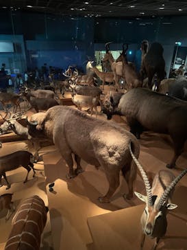 国立科学博物館に投稿された画像（2024/2/11）