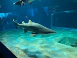 アクアワールド茨城県大洗水族館に投稿された画像（2024/2/11）