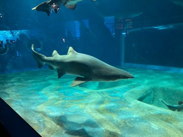 アクアワールド茨城県大洗水族館に投稿された画像（2024/2/11）