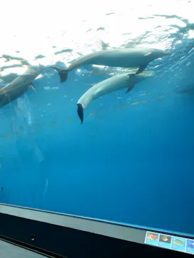 横浜・八景島シーパラダイスに投稿された画像（2024/2/11）