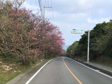 今帰仁城跡に投稿された画像（2024/2/11）