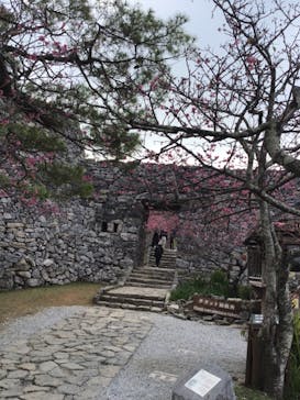 今帰仁城跡に投稿された画像（2024/2/11）