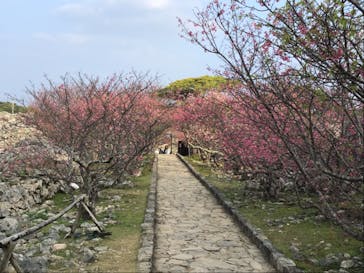 今帰仁城跡に投稿された画像（2024/2/11）