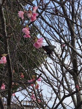 今帰仁城跡に投稿された画像（2024/2/11）