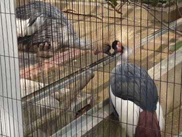 淡路ファームパーク イングランドの丘に投稿された画像（2024/2/11）