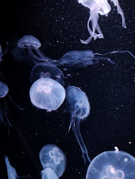 AOAO SAPPOROに投稿された画像（2024/2/11）