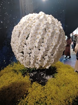 世界らん展2026-花と緑の祭典-に投稿された画像（2024/2/11）