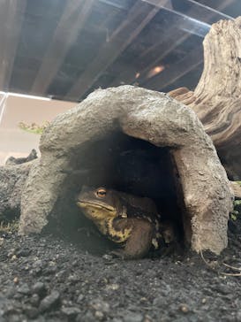 京都水族館に投稿された画像（2024/2/11）