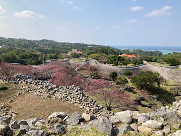 今帰仁城跡に投稿された画像（2024/2/11）