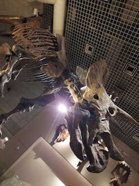 国立科学博物館に投稿された画像（2024/2/11）